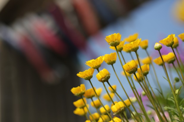 EOS 5D Mark III / 1/3,200s / F2.8 / 0EV / ISO100 / 50mm