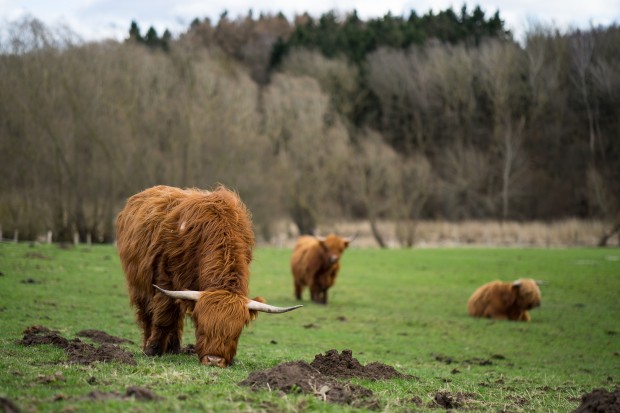 Zeiss Batis 85mm f 1.8 sample images