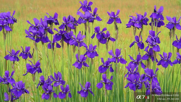 a7rii sample images 2