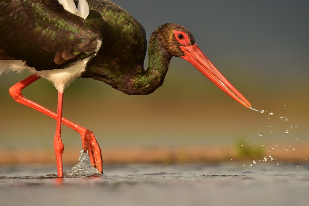 af-s nikkor 600mm f4e fl ed vr lens sample images 1