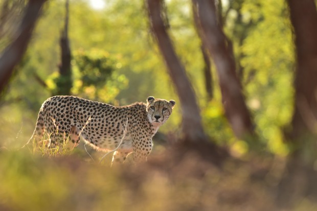 af-s nikkor 600mm f4e fl ed vr lens sample images 10