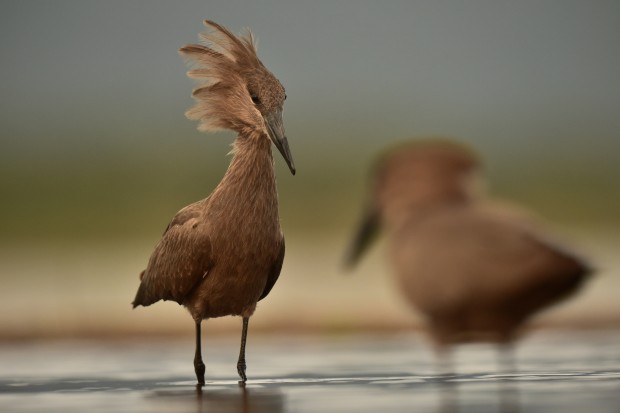 af-s nikkor 600mm f4e fl ed vr lens sample images 2