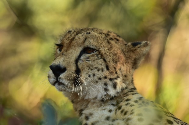 af-s nikkor 600mm f4e fl ed vr lens sample images 5