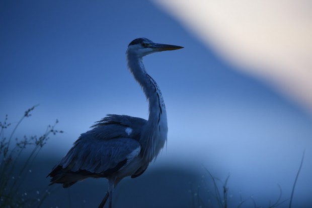 af-s nikkor 600mm f4e fl ed vr lens sample images 8