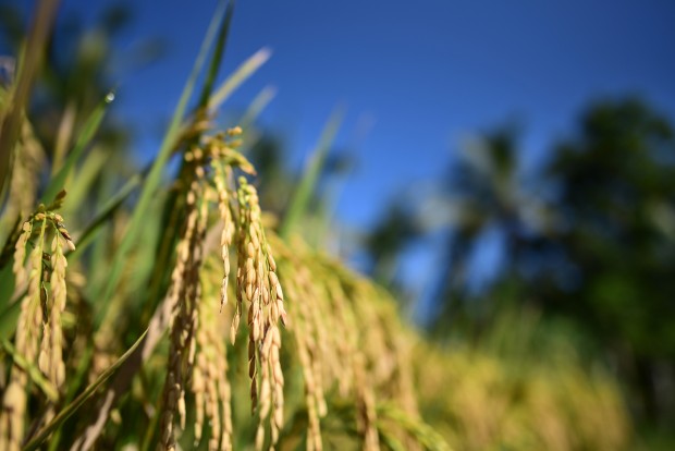 af-s nikkor 24mm f 1.8 g ed lens sample images 1