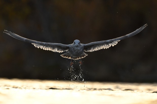 Nikon D5 sample images 3