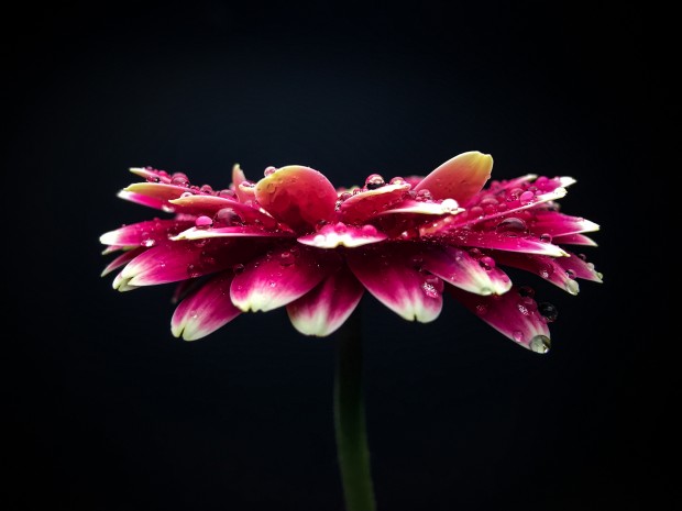 zeiss exolens sample image 4