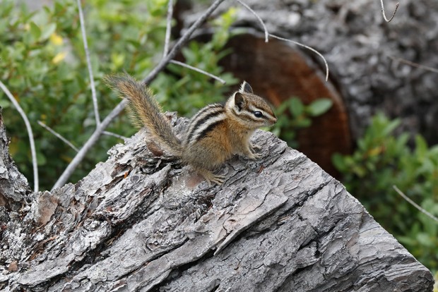 ef 70-300mm f 4 5.6 is ii usm sample image 5
